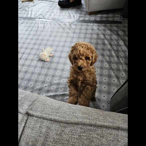 Toy Poodle - Dogs