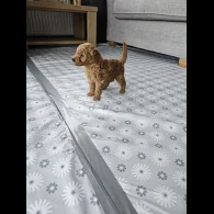 Toy Poodle - Dogs