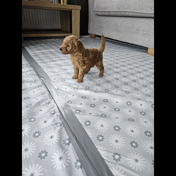 Toy Poodle - Dogs