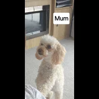 Toy Poodle - Dogs
