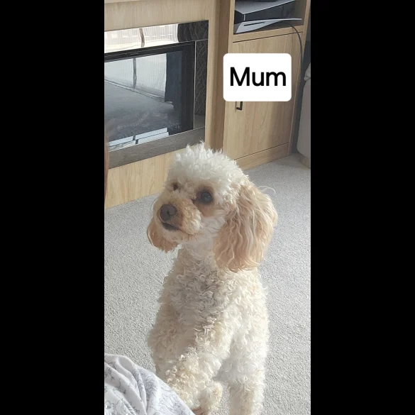 Toy Poodle - Dogs