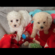 Toy Poodle - Bitches