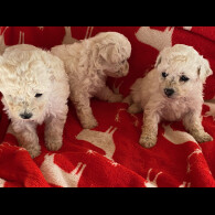 Toy Poodle - Bitches