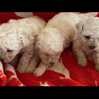 Toy Poodle - Bitches
