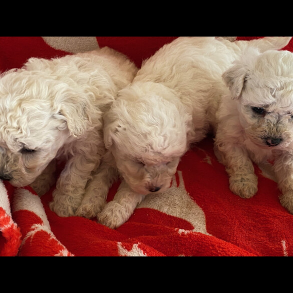 Toy Poodle - Bitches
