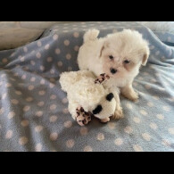 Toy Poodle - Bitches