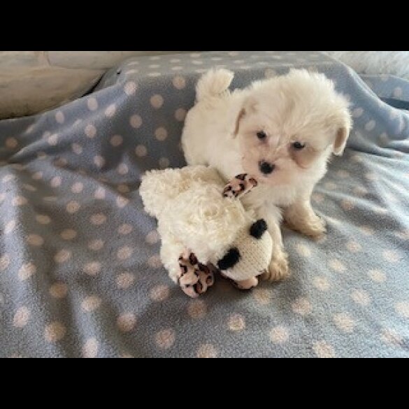 Toy Poodle - Bitches