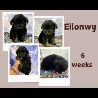 Toy Poodle - Both