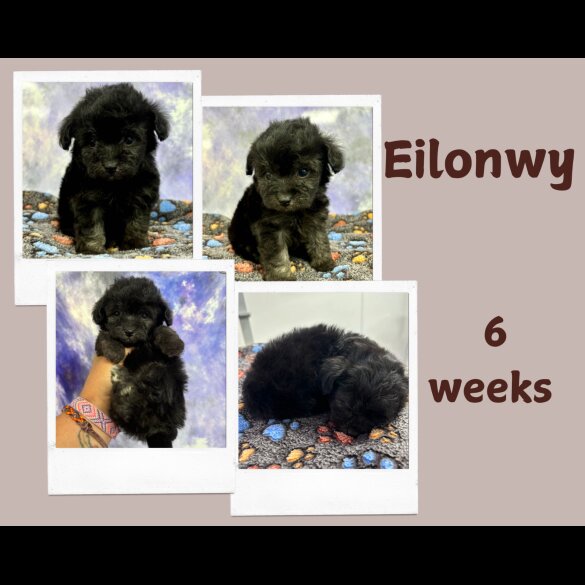Toy Poodle - Both