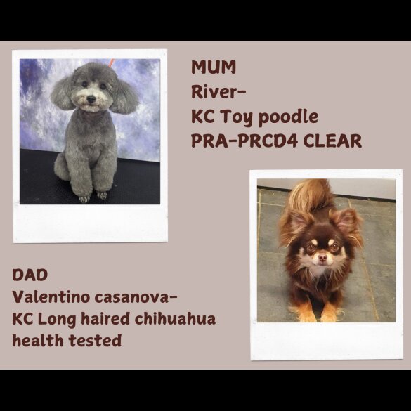 Toy Poodle - Both