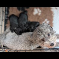 Toy Poodle - Both