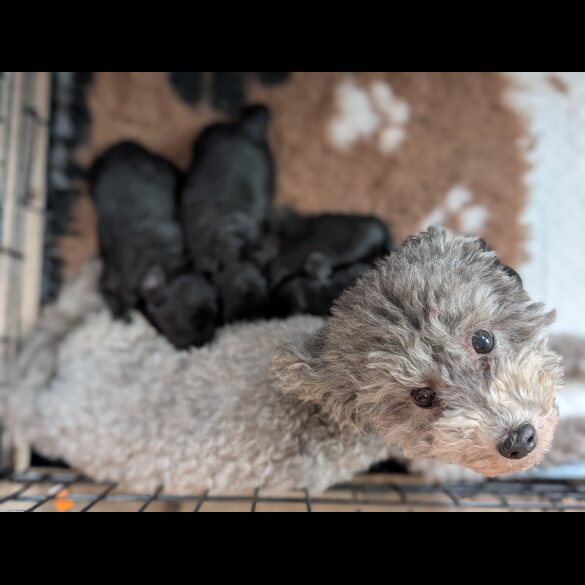 Toy Poodle - Both