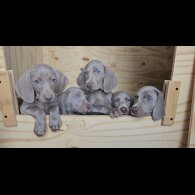 Weimaraner - Both