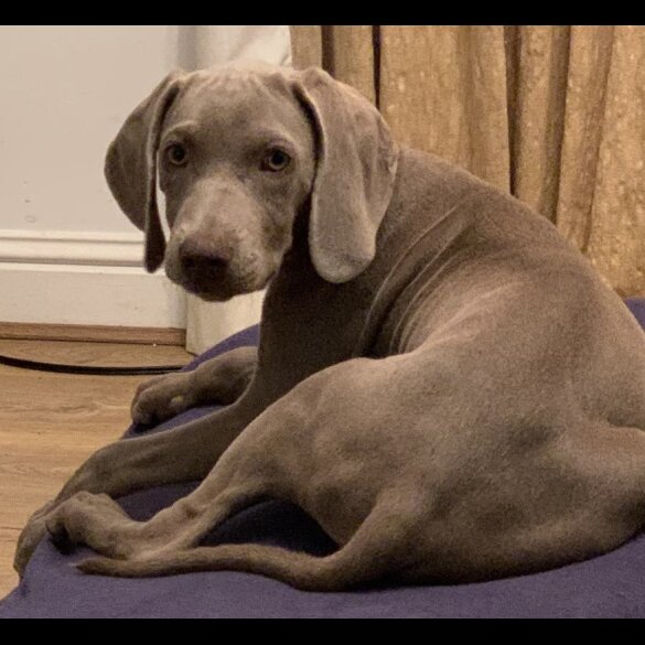 Weimaraner - Both