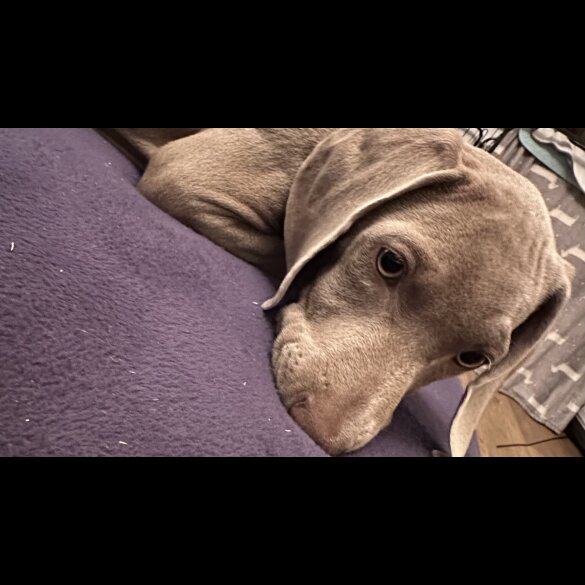 Weimaraner - Both