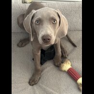 Weimaraner - Both