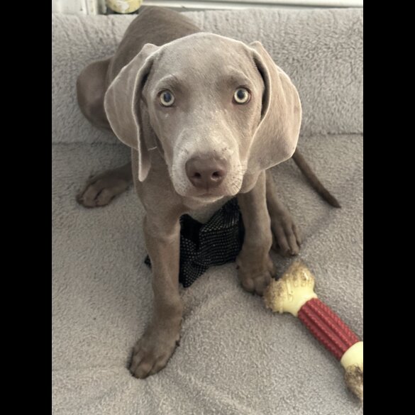 Weimaraner - Both