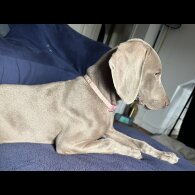 Weimaraner - Both