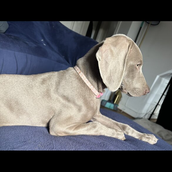 Weimaraner - Both