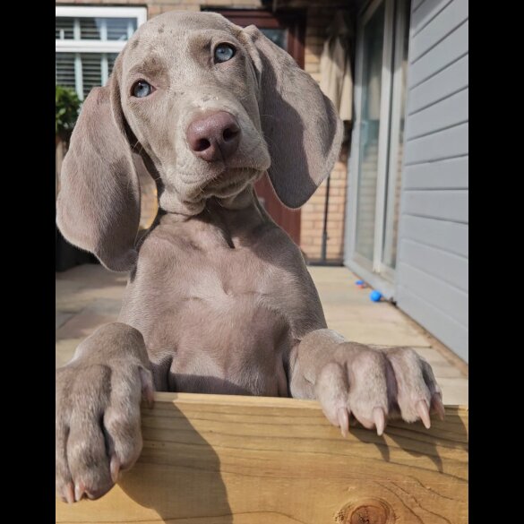 Weimaraner - Both