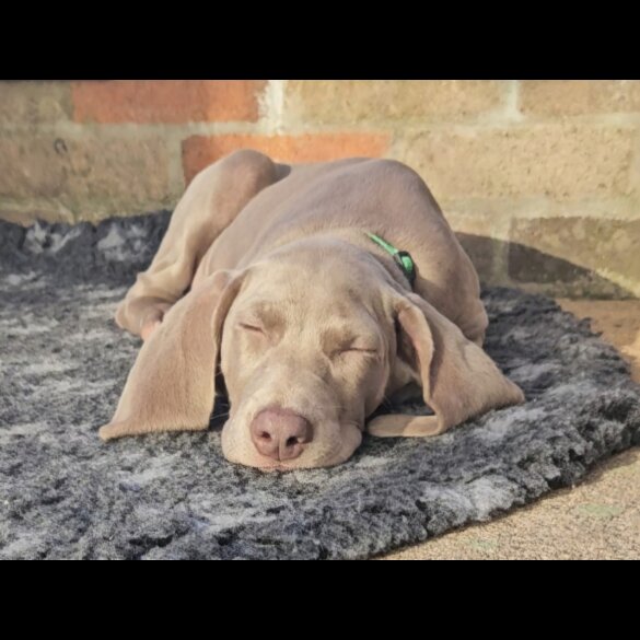 Weimaraner - Both