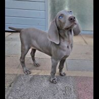 Weimaraner - Both