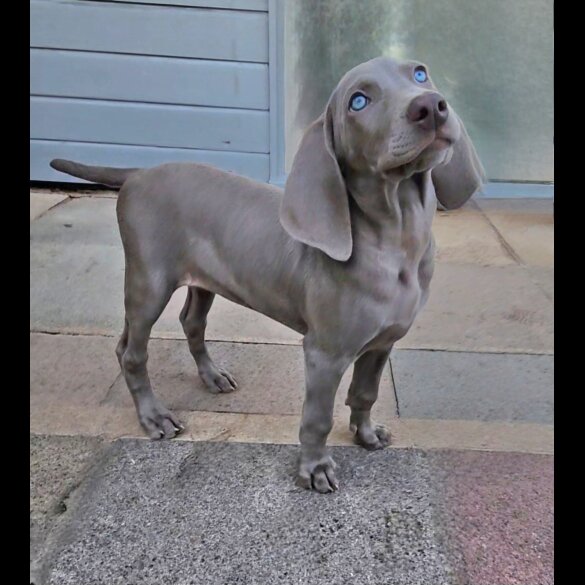 Weimaraner - Both