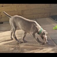 Weimaraner - Both