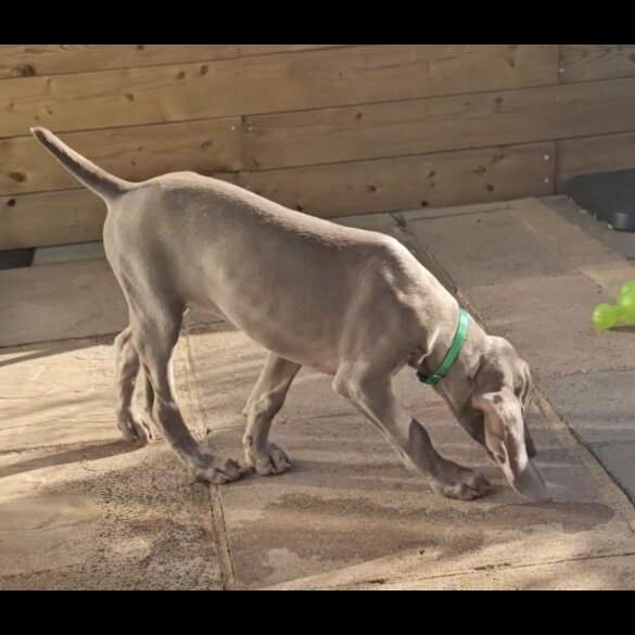 Weimaraner - Both