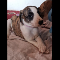 Whippet - Both