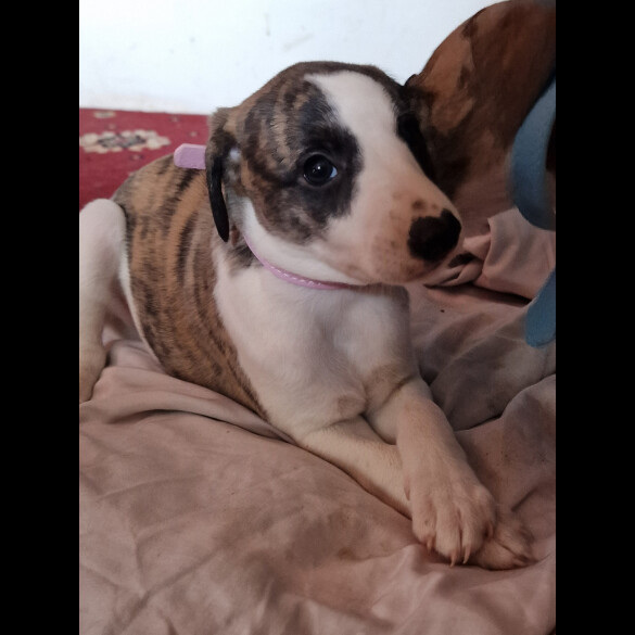 Whippet - Both
