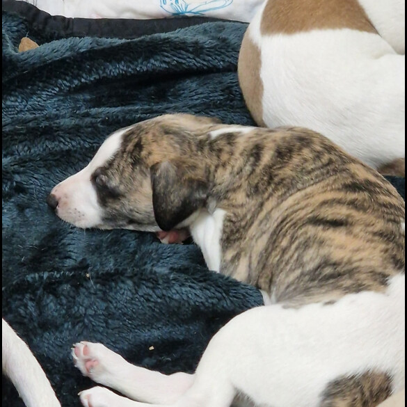 Whippet - Both