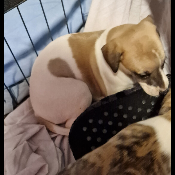 Whippet - Both