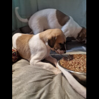 Whippet - Both