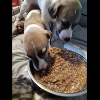 Whippet - Both