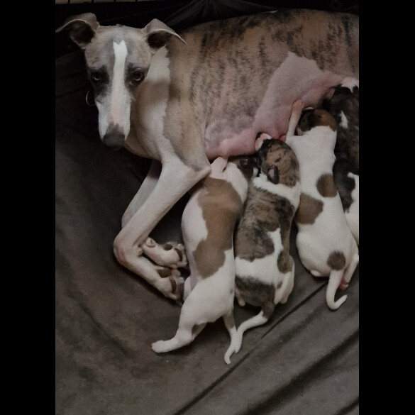 Whippet - Both