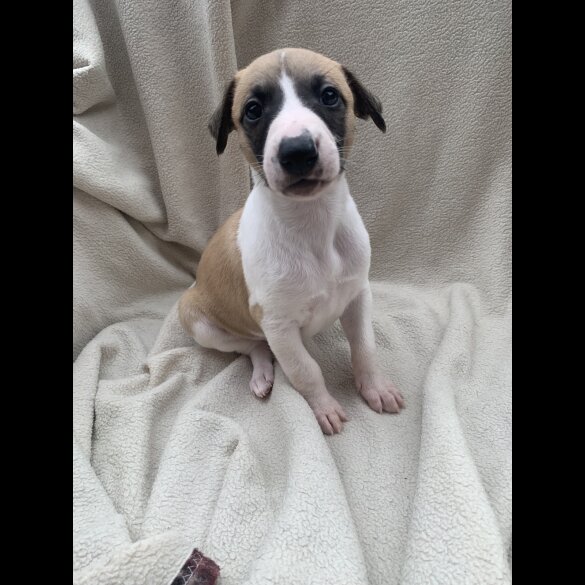 Whippet - Dogs