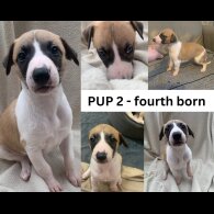 Whippet - Dogs
