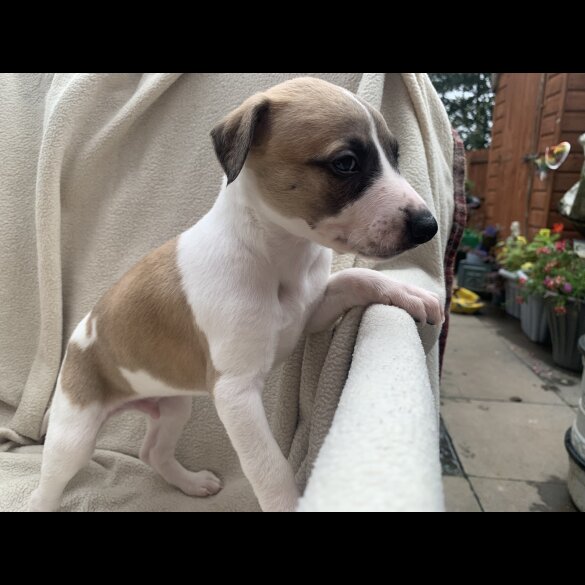 Whippet - Dogs