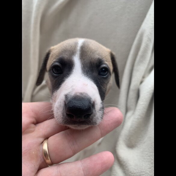 Whippet - Dogs