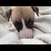 Whippet - Dogs