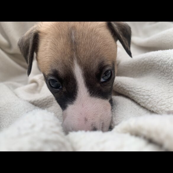Whippet - Dogs