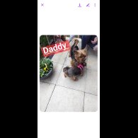Yorkshire Terrier - Dogs