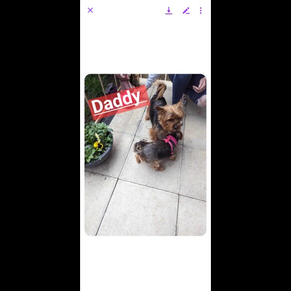 Yorkshire Terrier - Dogs