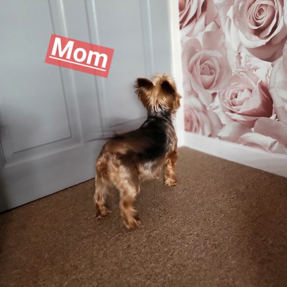 Yorkshire Terrier - Dogs