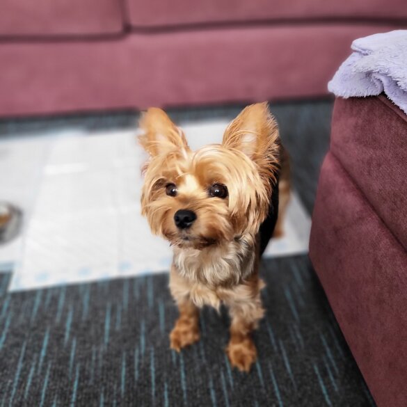 Yorkshire Terrier - Dogs