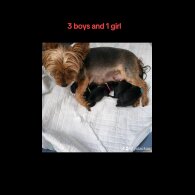 Yorkshire Terrier - Dogs