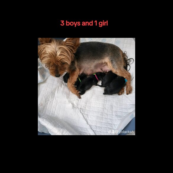 Yorkshire Terrier - Dogs