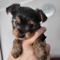 Yorkshire Terrier - Both