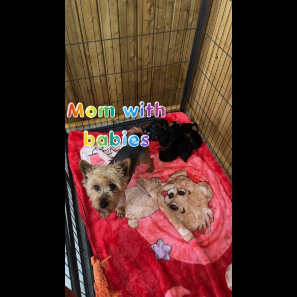 Yorkshire Terrier - Both